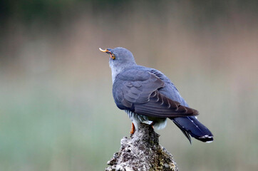 Male cuckoo feeding and displaying