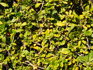 Fototapeta na wymiar Green leaves as background