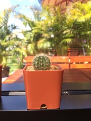 Fototapeta premium cactus on the windowsill