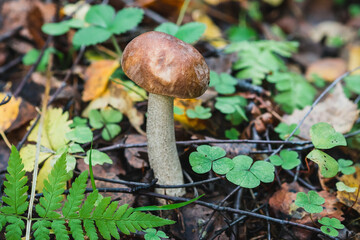 birch mushroom in the forest. Edible mushroom with brown hat