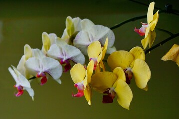 white and yellow orchid