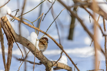 Obraz premium Forest birds live near the feeders in winter
