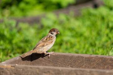 Sparrow on the tree.