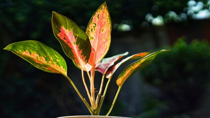 adenium commutatum in a house garden 