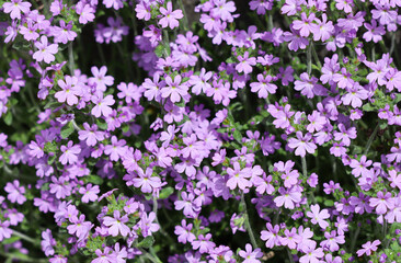 Fototapeta premium Small purple Erinus alpinus flowers near stone wall. Floral background.
