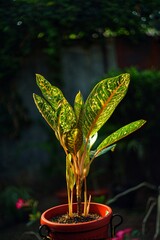 adenium commutatum in a house garden 