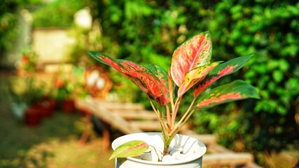 adenium commutatum in a house garden 