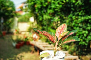 adenium commutatum in a house garden 