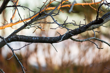 Winter branches