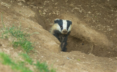 Badger (Scientific name: Meles Meles) Wild, European badger in natural habitat, emerging from a...