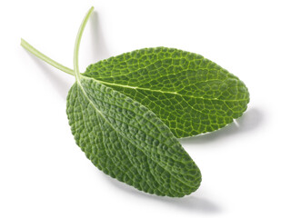 Sage leaves  (Salvia officinalis foliage) isolated w clipping paths, top view