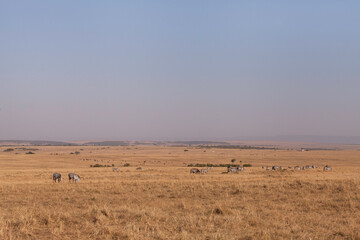 Fototapeta na wymiar Zebras grazing in the vast Savannah grassland of Masai Mara, Kenya