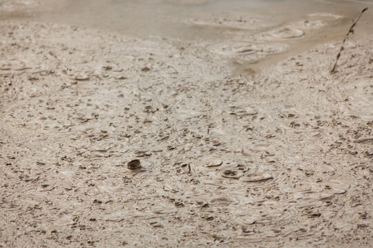 Boiling Geothermal Mud Pool Rotorua New Zealand