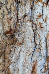 Tree Bark Texture Useful For Background and Overlays