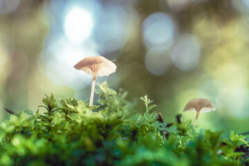 small white translucent poisonous beautiful mushroom toadstool in the moss