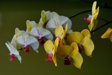 white and yellow orchid