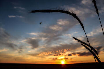 Branches of cereals with insects on the background of the blue sunset sky, landscape