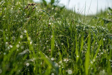 raindrops shimmering brightly and mysteriously on the grass blades in the light of the sun's rays