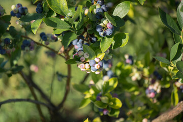 Blueberry bush with ripe berries. Good harvest. Summer fruits and berries.