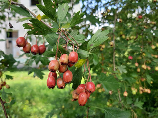 red apples on a tree