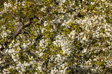 Beautifully flowering cherry trees in the orchard
