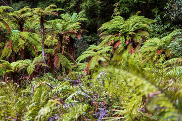 Tree fern forest