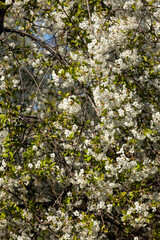 Fototapeta premium Beautifully flowering cherry trees in the orchard