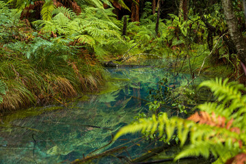 Beautiful turquoise spring in New Zealand fern forest 