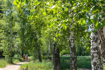 Birch grove. Elderly people walk in the Park. Beautiful natural bright background. Summer Sunny birches. Russian landscape with long and slender birches.