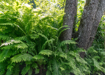 green ferns on the bank of a small forest river
