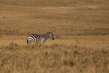 A  Zebra in the Savannah grassland, Masai Mara