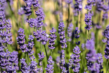  the blooming lavender flowers in Provence, near Sault, France