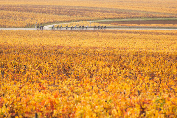 Un groupe de cyclistes dans les vignes automnales. Des cyclistes à vélo dans les vignes en automne. Des vignes en automne à Nuits-Saint-Georges