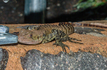 Gippsland Water Dragon resting on a wall