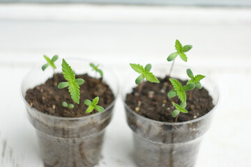 cannabis plant. A small plant of cannabis seedlings at the stage of vegetation planted in the ground in the sun. growing marijuana at home for medical purposes
