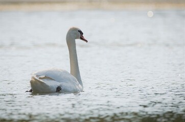 bird, wasser, see, weiß, natur, tier, wild lebende tiere, cygnus, bird, schön, wild, schönheit