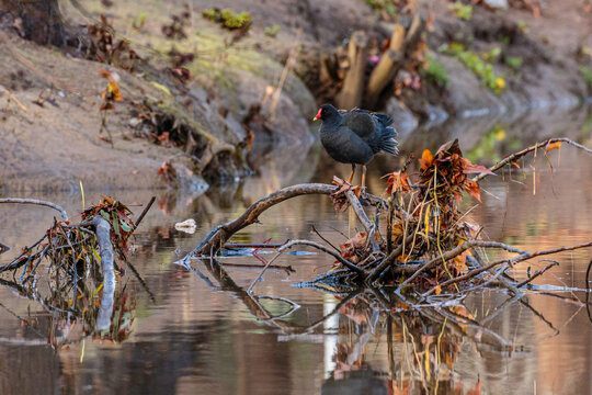 Dusky Moorhen