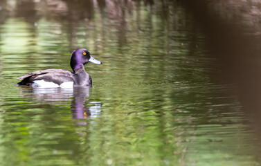 ente, bird, wasser, stockente, see, teich, natur, wild lebende tiere, tier, bird, ente, green,