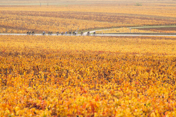 vignes automnal en Bourgogne. Vignes jaunes en automne à Meursault. Paysage automnal