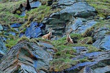 Ibex fight on the rock. Alpine Ibex, Capra ibex, animals in nature habitat, Italy. Night in the high mountain. Beautiful mountain scenery with two animals with big horns. Alps, wildlife Europe.