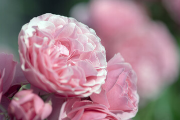 pink peony roses in summer garden close up