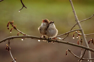 Superb Fairy-wrens in a tree