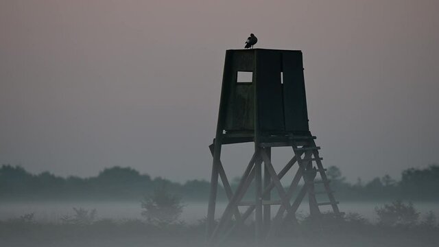 Egyptian goose standing on a hunting perch in the morning fog, summer, (alopochen aegytiacus), germany