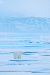 Polar bear dancing fight on the ice. Two bears love on drifting ice with snow, white animals in nature habitat, Svalbard, Norway. Animals playing in snow, Arctic wildlife. Funny image in nature. © ondrejprosicky