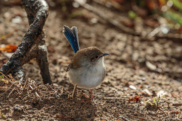 Superb Fairy-wren male on the ground