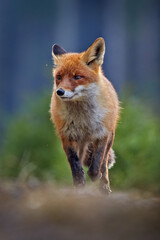 Red Fox, Vulpes vulpes, beautiful animal on grassy meadow, in the nature habitat, evening sun with nice light, Germany.