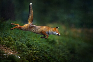 Jump. Orange fur coat animal in the nature habitat. Fox on the green forest habitat. Red Fox...