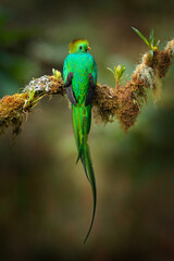 Quetzal, Pharomachrus mocinno, from  nature Costa Rica with pink flower forest. Magnificent sacred mystic green and red bird. Resplendent Quetzal hidden in forest. Wildlife scene from Costa Rica.