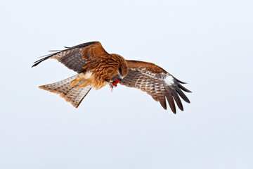 Bird of prey in flight. Black kite, Milvus migrans on sky during winter. Bird on the snowy meadow. White sky, wildlife from Japan.