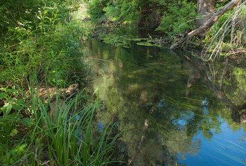 Fototapeta na wymiar Small river in the forest